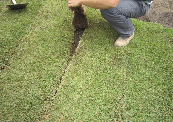 Native Lawn Australia - Native Lawns Australia